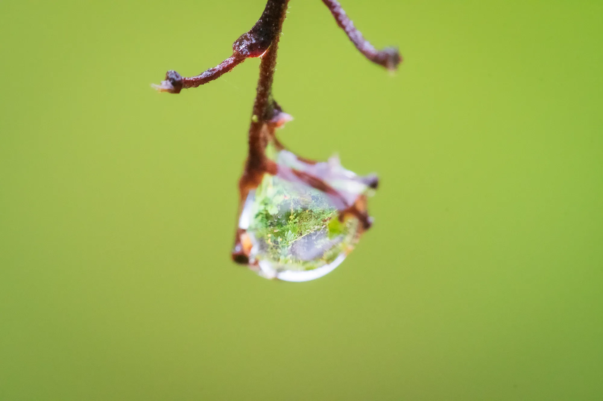 Raindrop, orchard, Penryn. 2019.